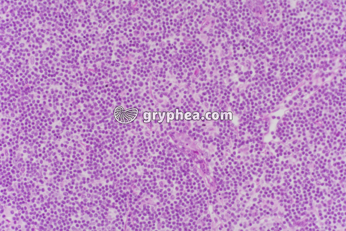 Thymus x40 - gryphea.org